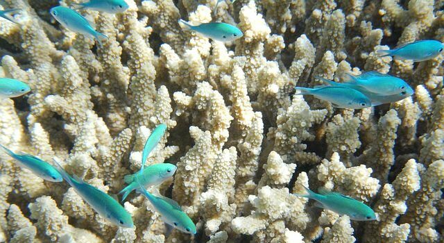 Barrier Reef Snorkelling